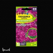 Гвоздика Фиолетовая гора турецкая