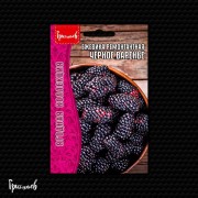 Ежевика Чёрное Варенье ремонтантная Ежевика Чёрное Варенье ремонтантная