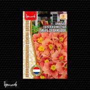 Примула Либре Оранжевая обратноконическая