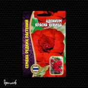 Адениум Красна Девица тучный Адениум Красна Девица тучный