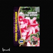 Адениум Прелестная Девушка тучный Адениум Прелестная Девушка тучный
