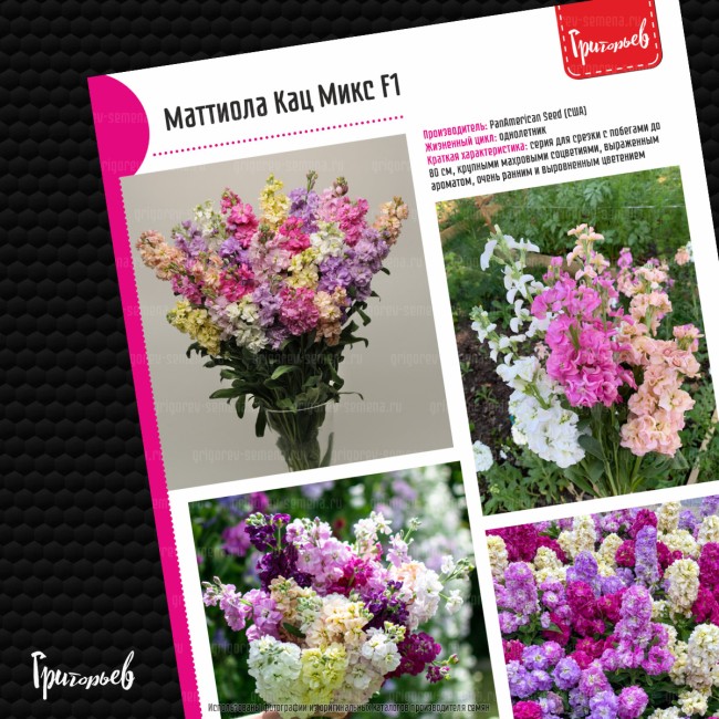 Маттиола Катц Микс F1 седая