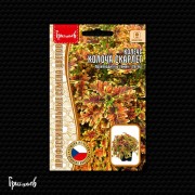 Колеус Колоча Скарлет