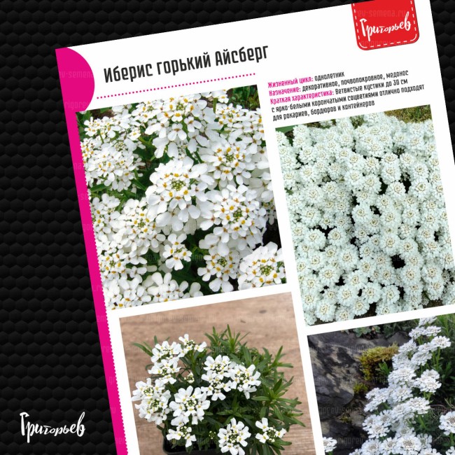 Иберис Айсберг горький