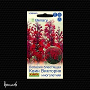 Лобелия Квин виктория многолетняя
