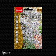 Синеголовник Серебряный Салентино плосколистный