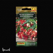 Бегония Копакабана красная Бегония Копакабана красная