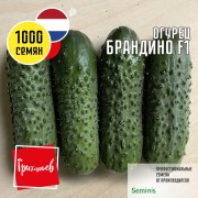 Огурец Брандино F1