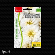 Хризантема Платье Невесты махровая Хризантема Платье Невесты махровая