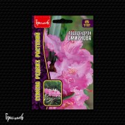 Рододендрон Смирнова