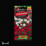 Маргаритка Суперпомпон