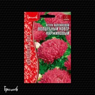 Астра Волшебный Ковёр Карминовая карликовая