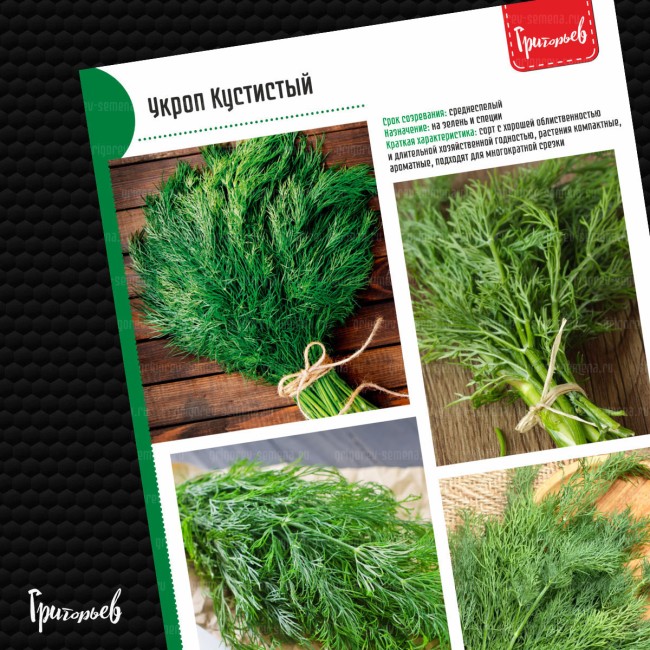 Укроп Кустистый