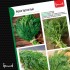 Укроп Кустистый