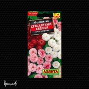 Маргаритка Хризантемовидная