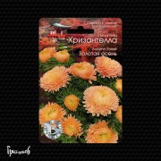 Астра Хризантелла золотая осень китайская