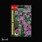 Вербена Канадская многолетняя Вербена Канадская многолетняя
