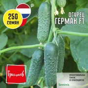 Огурец Герман F1