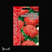 Астра Волшебный Ковёр Красная карликовая