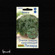 Очиток Лизард краснеющий