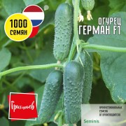 Огурец Герман F1