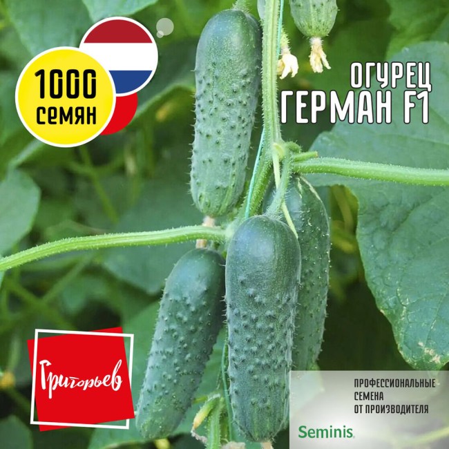 Огурец Герман F1