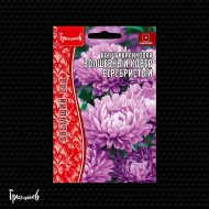 Астра Волшебный Ковёр Серебристая карликовая