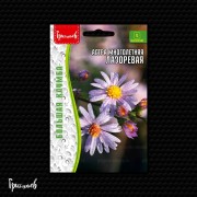 Астра Лазоревая многолетняя