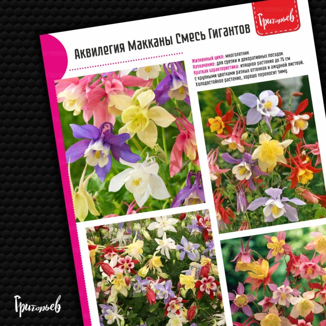 Аквилегия МакКана Гиганты Микс гибридная
