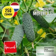 Огурец Меренга F1