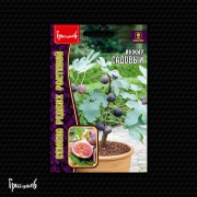 Инжир Садовый (30 шт.) Инжир Садовый (30 шт.)