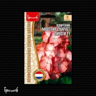 Пеларгония Маверик Скарлет Пикоти F1