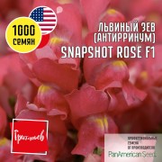 Львиный Зев Снэпшот Роза F1 Львиный Зев Снэпшот Роза F1