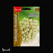 Канареечник Канарский