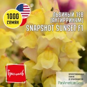 Львиный Зев Снэпшот Закат F1 Львиный Зев Снэпшот Закат F1