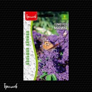 Гелиотроп Марина перуанский