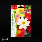 Георгина Миньон Микс Георгина Миньон Микс