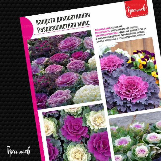 Капуста декоративная Разрезолистная Микс