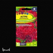 Астра Королевский размер красная пионовидная