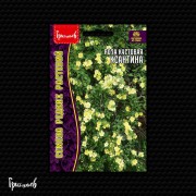 Роза Ксантина кустовая