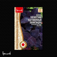 Колеус Гигантский Выставочный Палисандра