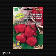 Земляника Гордость сибири крупноплодная Земляника Гордость сибири крупноплодная