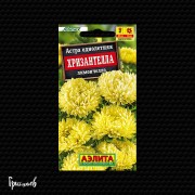 Астра Хризантелла лимончелло китайская