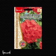 Пеларгония Горизонт Коралловая Пряность F1 зональная