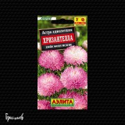 Астра Хризантелла люби меня нежно китайская