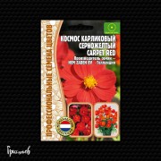 Космос Красный Ковёр карликовый