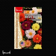 Георгина Фигаро Микс F1 карликовая