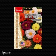 Георгина Фигаро Микс F1 карликовая Георгина Фигаро Микс F1 карликовая