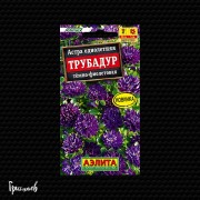 Астра Трубадур Темно-фиолетовая
