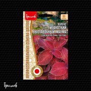 Колеус Гигантский Выставочный Магма